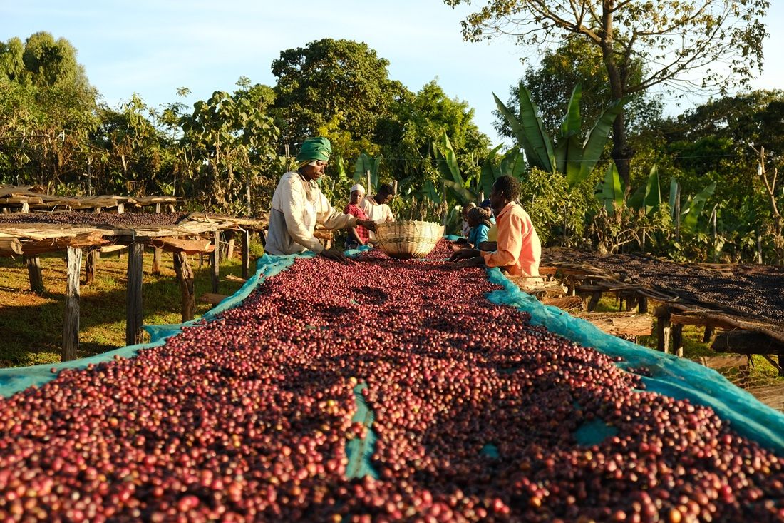 ethiopia coffee cherries