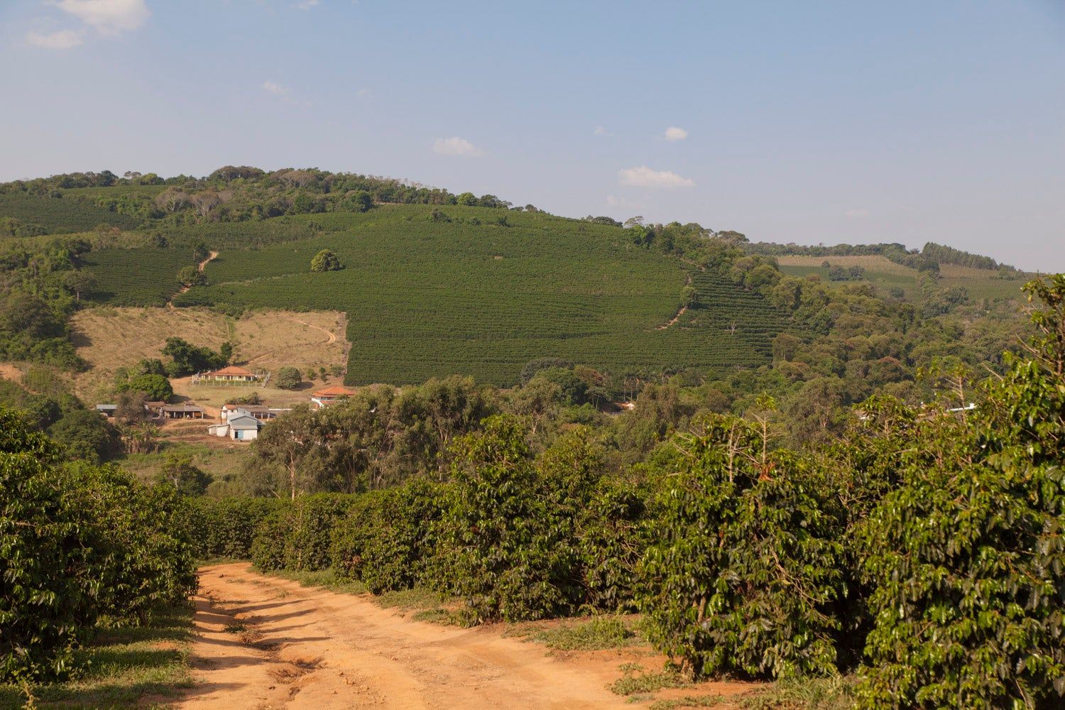 Brazil Coffee Farm