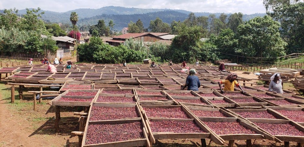Coffee Farmers Ethiopia