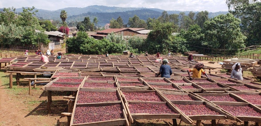 Coffee Farm