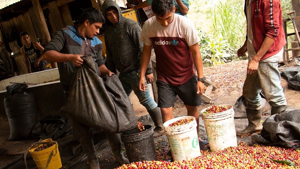 Coffee Farmers