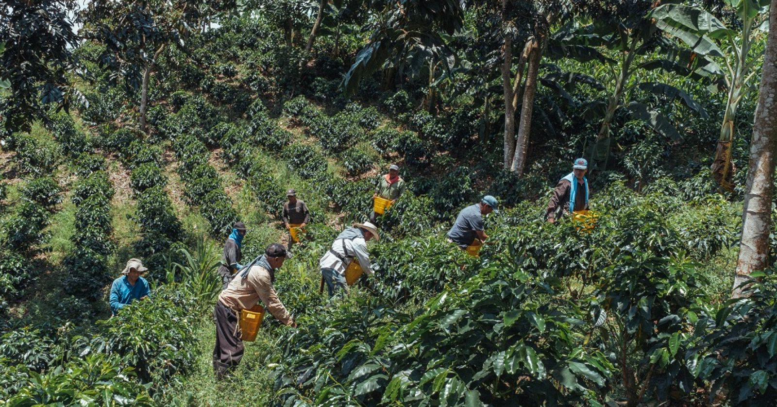 Happy Coffee Farmer