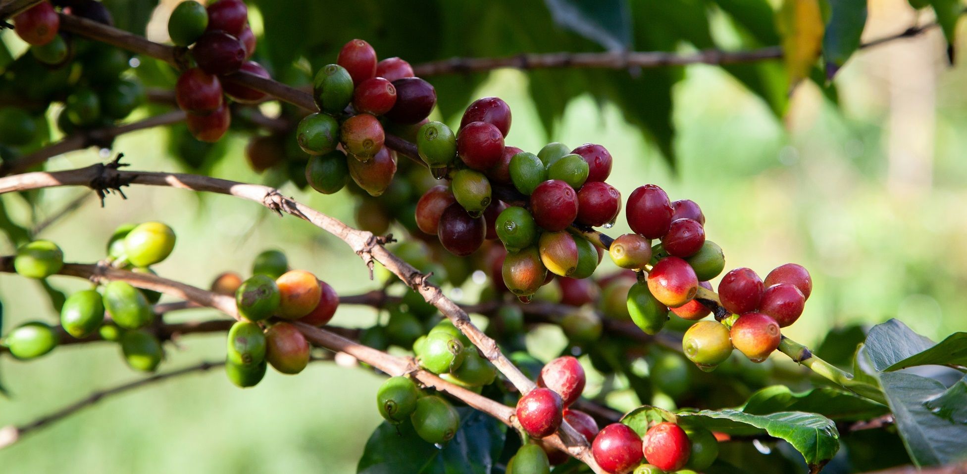 Green Coffee Beans Farm
