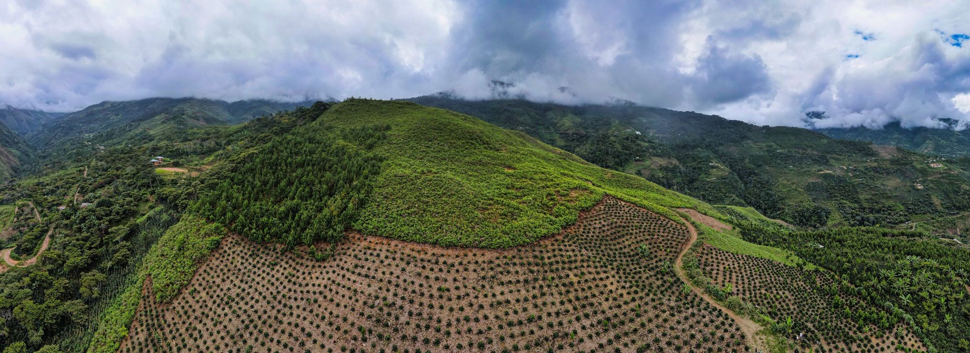 Happy Coffee Field