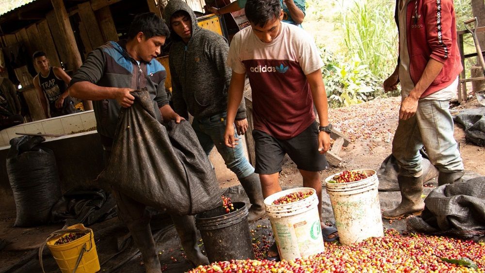 Single Origin Brazil Farm