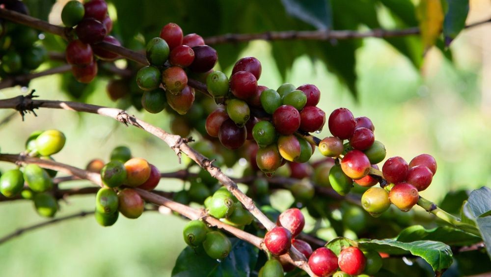 Single Origin Cherries Uganda
