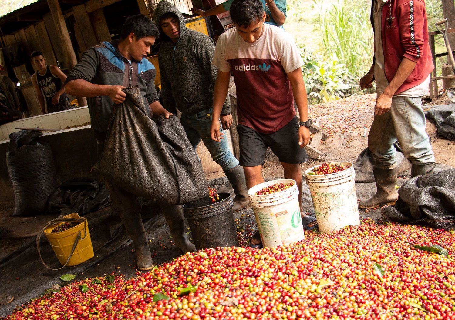 Peru Coffee Farmers