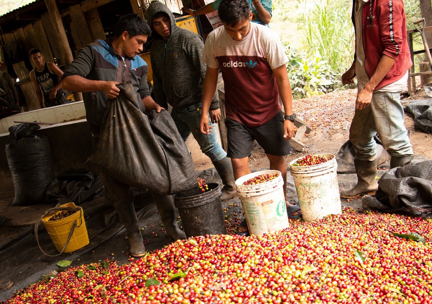 Peru Coffee Farmers