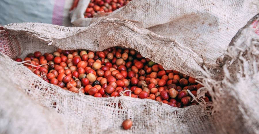 Ethical Coffee Beans