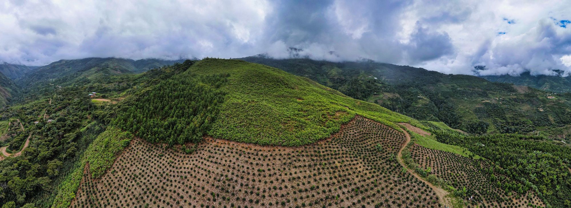 Peru Coffee Field