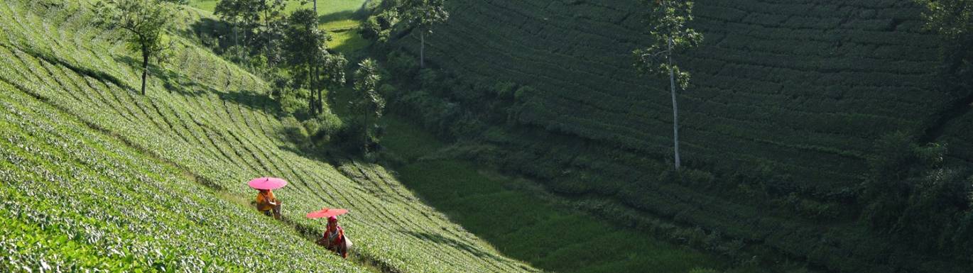 Fairtrade Tea title image