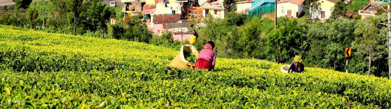 Cafedirect Fairtrade Tea title image