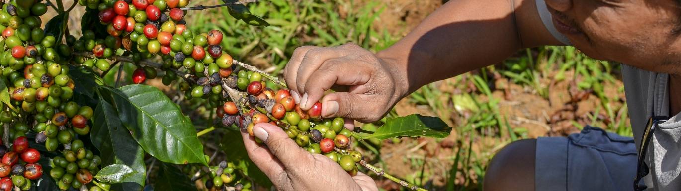 Fair Trade Coffee Sachets title image