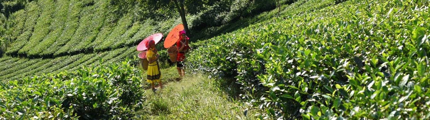 Fairtrade Everyday Tea title image