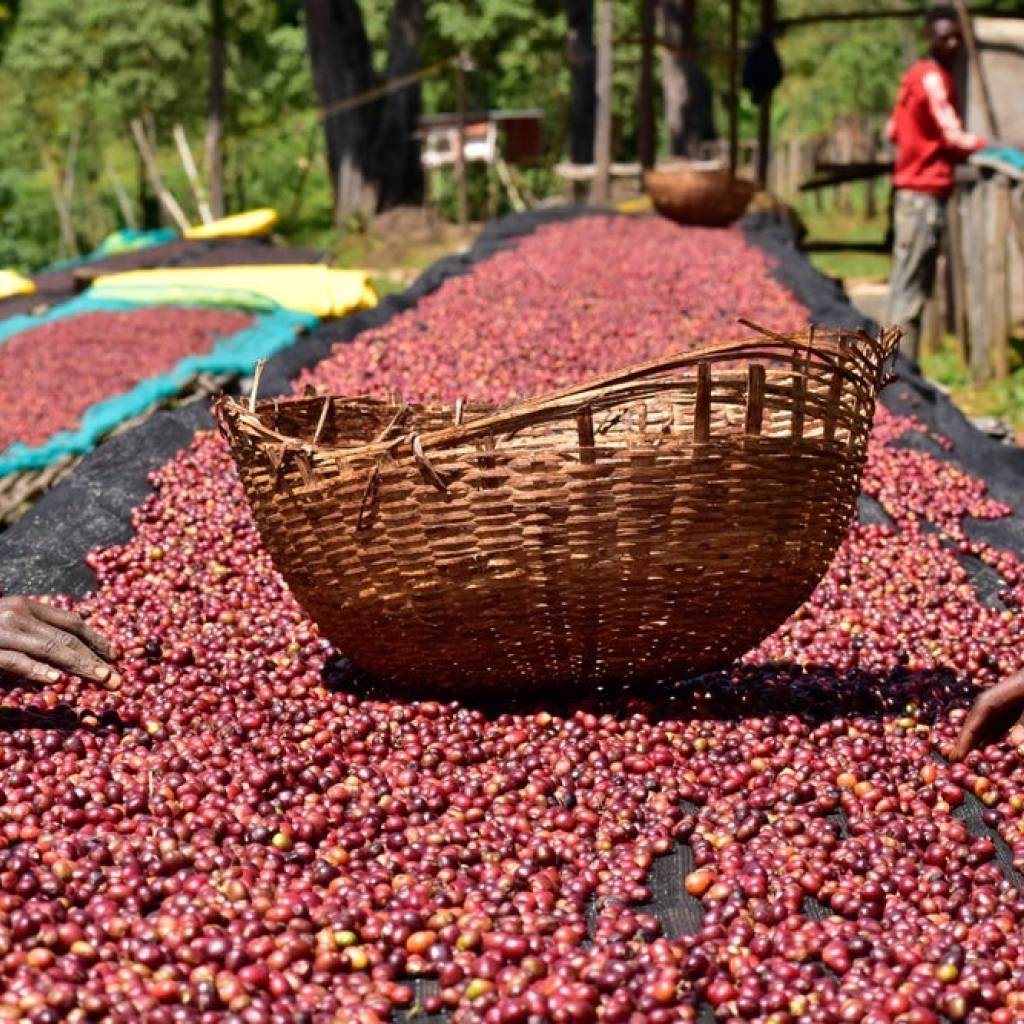 Jurang Single Origin Ethiopia Coffee Beans (1kg) gallery image #3