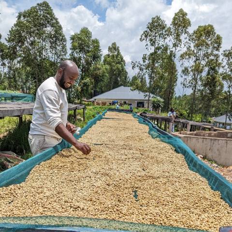 Jurang Roasters Choice Beans (1kg) - Kenya Kaptagat gallery image #3