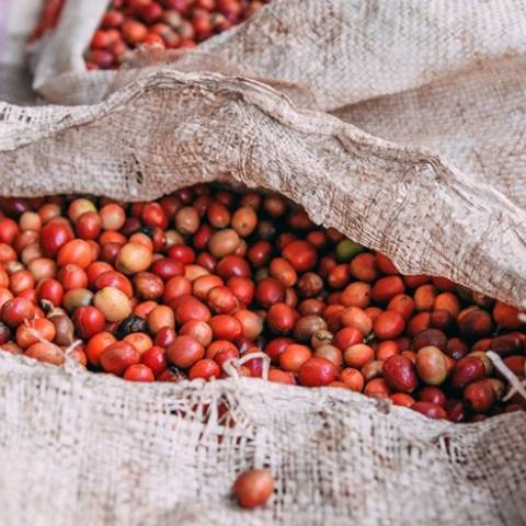 Jurang Roasters Choice Rwanda Bumbogo Ground Coffee (250g) gallery image #3
