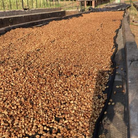 Jurang Roasters Choice Beans (1kg) - Tanzania Ngorongo gallery image #3