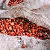 Jurang Roasters Choice Rwanda Bumbogo Ground Coffee (250g) gallery thumbnail #3