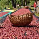 Jurang Single Origin Ethiopia Coffee Beans (1kg) gallery thumbnail #3